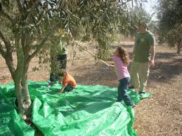 ALBOM by HODAYA - Ourboox.com