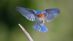 בואו נכין יחד גינה מזמינה by shoshi tropper - Ourboox.com