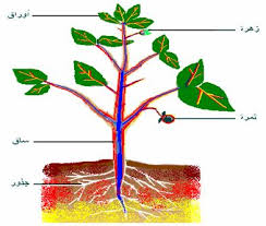 اجزاء النبتة by mohammed.nbari - Ourboox.com