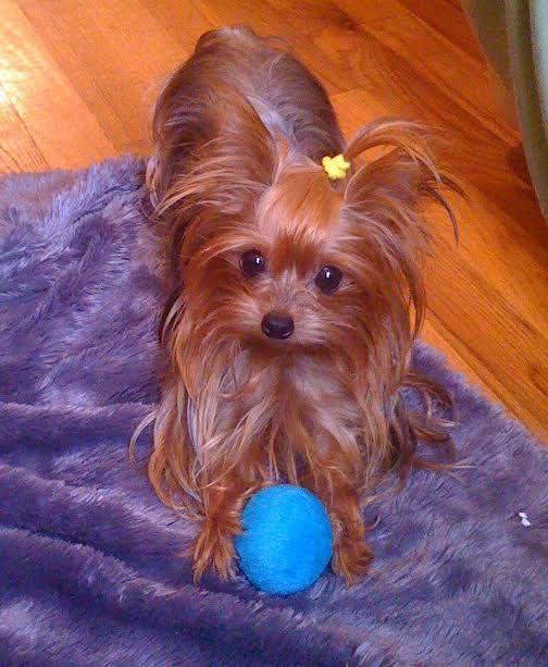 חיות מחמד by michalshamilov - Ourboox.com