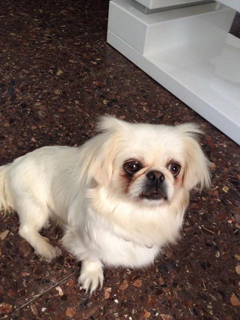 משפחת ביטון by opal biton - Illustrated by אופל ביטון - Ourboox.com