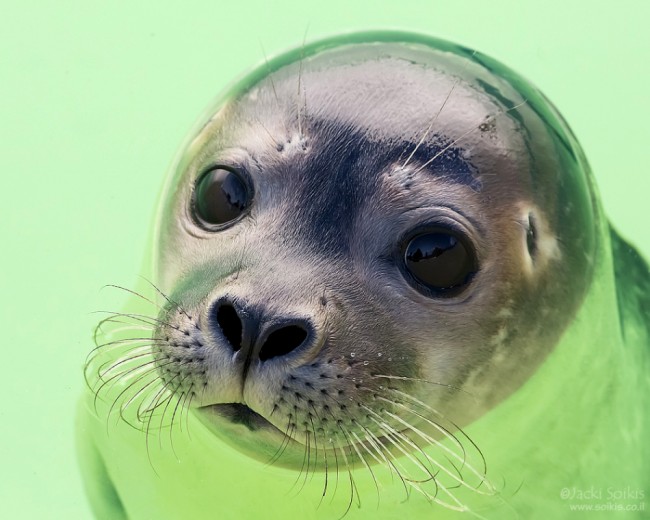 בעלי חיים במיים by avishag ziv - Ourboox.com