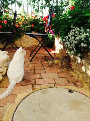 חיות מחמד by michalshamilov - Ourboox.com