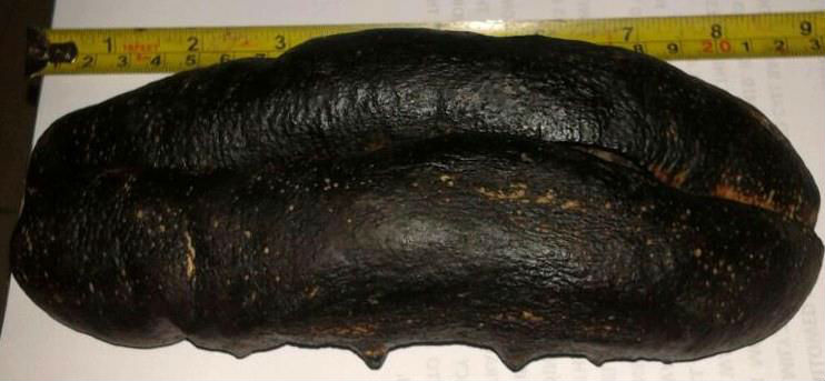 בעלי חיים במיים by avishag ziv - Ourboox.com