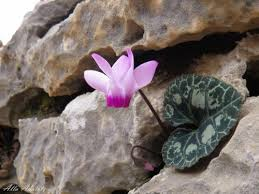 רקפת by victoria - Illustrated by ויקטוריה - Ourboox.com