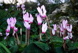 רקפת by victoria - Illustrated by ויקטוריה - Ourboox.com