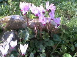 רקפת by victoria - Illustrated by ויקטוריה - Ourboox.com