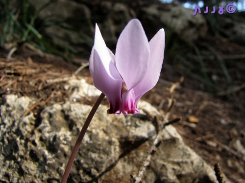 רקפת by victoria - Illustrated by ויקטוריה - Ourboox.com