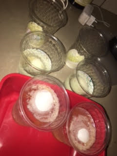 עבודת חקר ט’4 – שלי,מעין, שירה רימון ונועה אורזל by shelly kulagin - Illustrated by שלי קולאגין, שירה רימון, נועה אורזל ומעין שליט - Ourboox.com