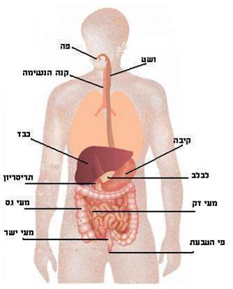 מערכת העיכול by koral - Illustrated by קוראל , ליאם, ניקול, ליאל ש , ופול - Ourboox.com