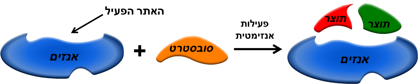 אינזימים by sigalit gat - Illustrated by סיגלית גת - Ourboox.com