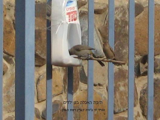 בואו נכין יחד גינה מזמינה by shoshi tropper - Ourboox.com