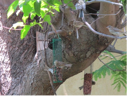 בואו נכין יחד גינה מזמינה by shoshi tropper - Ourboox.com