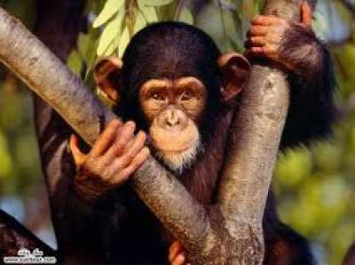 الحيوانات الذّكيّة by lawen sahar - Ourboox.com