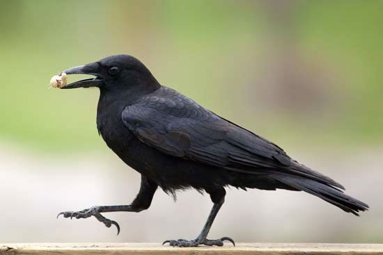 الحيوانات الذّكيّة by lawen sahar - Ourboox.com