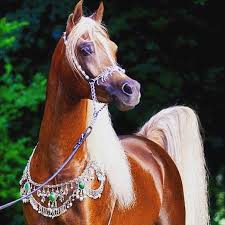 my favorites by ali abunaji - Ourboox.com