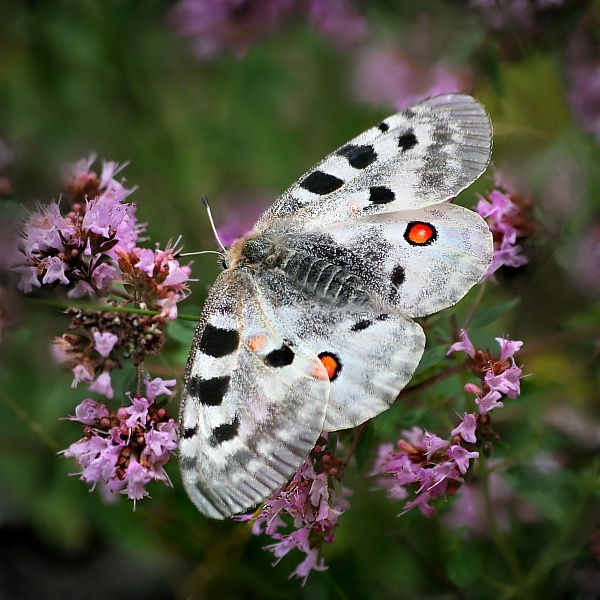 niepylak apollo by Karol Kowalski - Ourboox.com