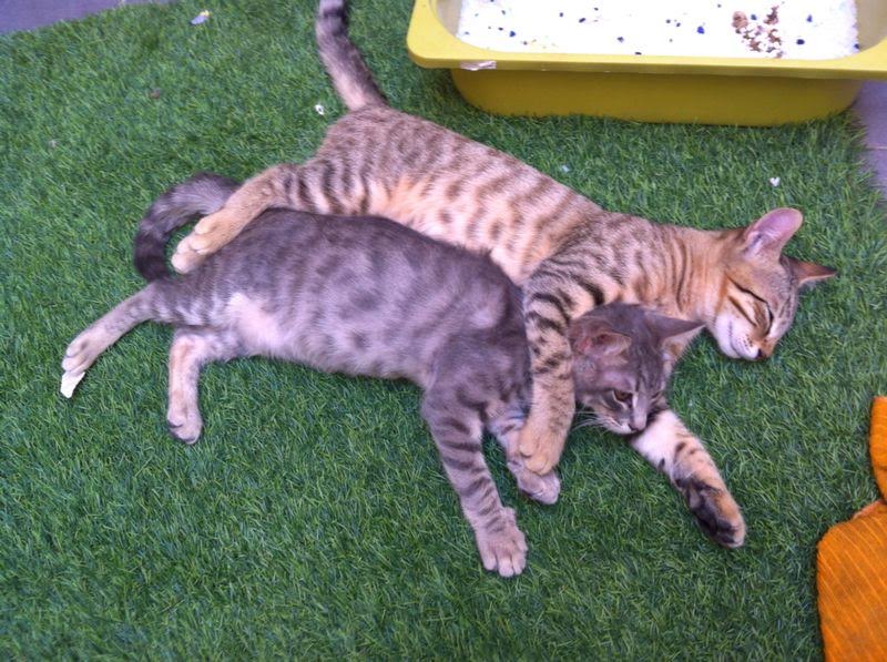 חיות מחמד by michalshamilov - Ourboox.com