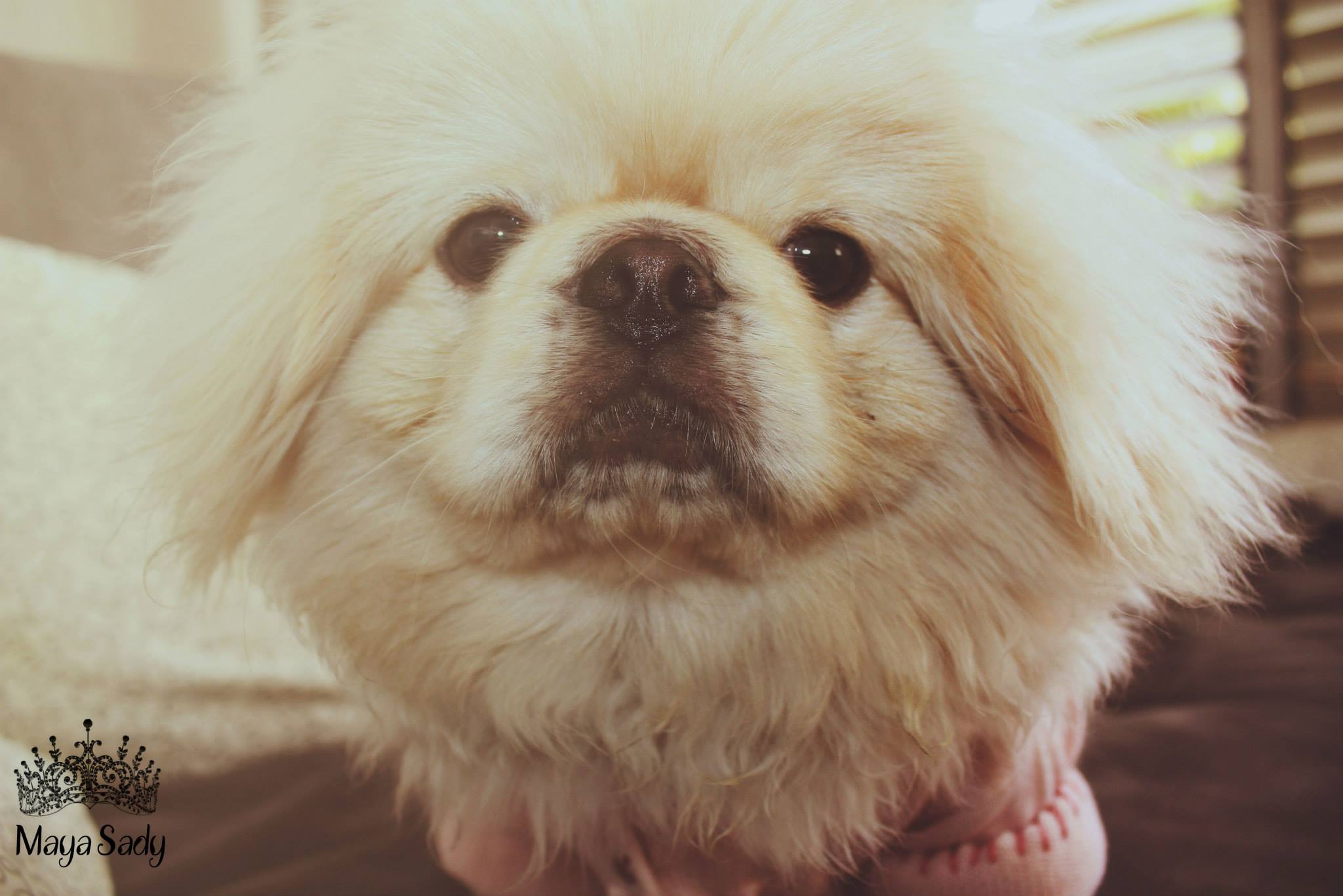 Chips by mayasady - Illustrated by מאיה סדי - Ourboox.com