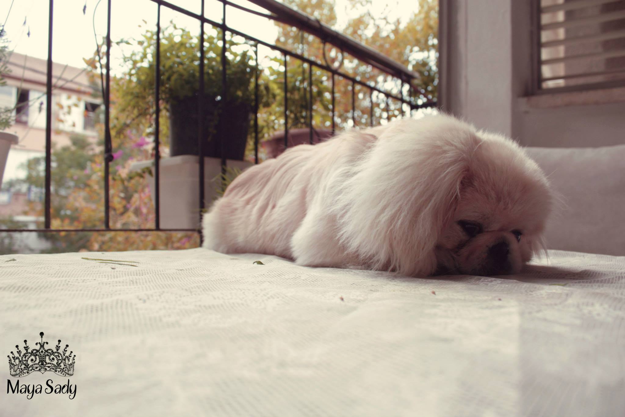 Chips by mayasady - Illustrated by מאיה סדי - Ourboox.com