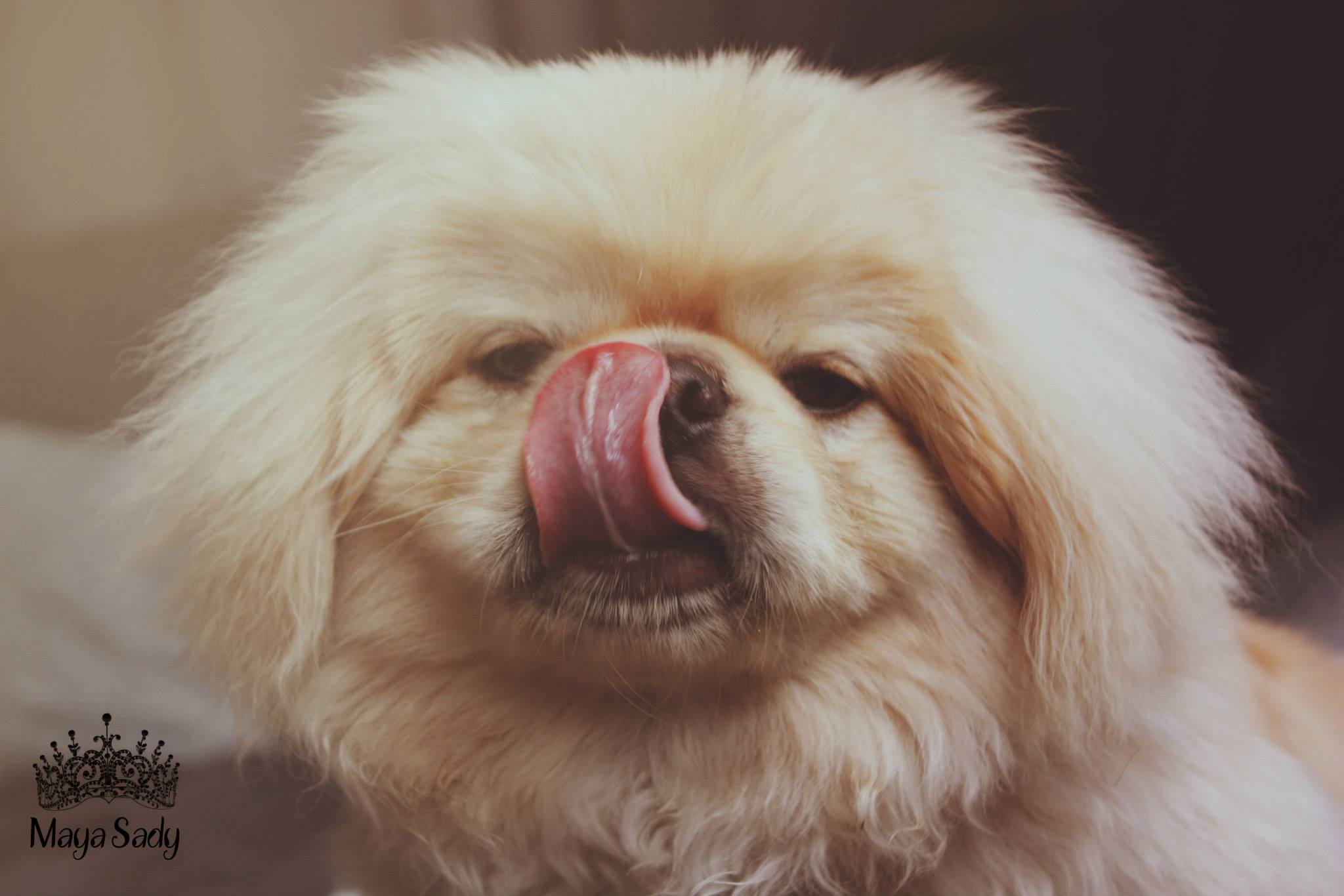 Chips by mayasady - Illustrated by מאיה סדי - Ourboox.com