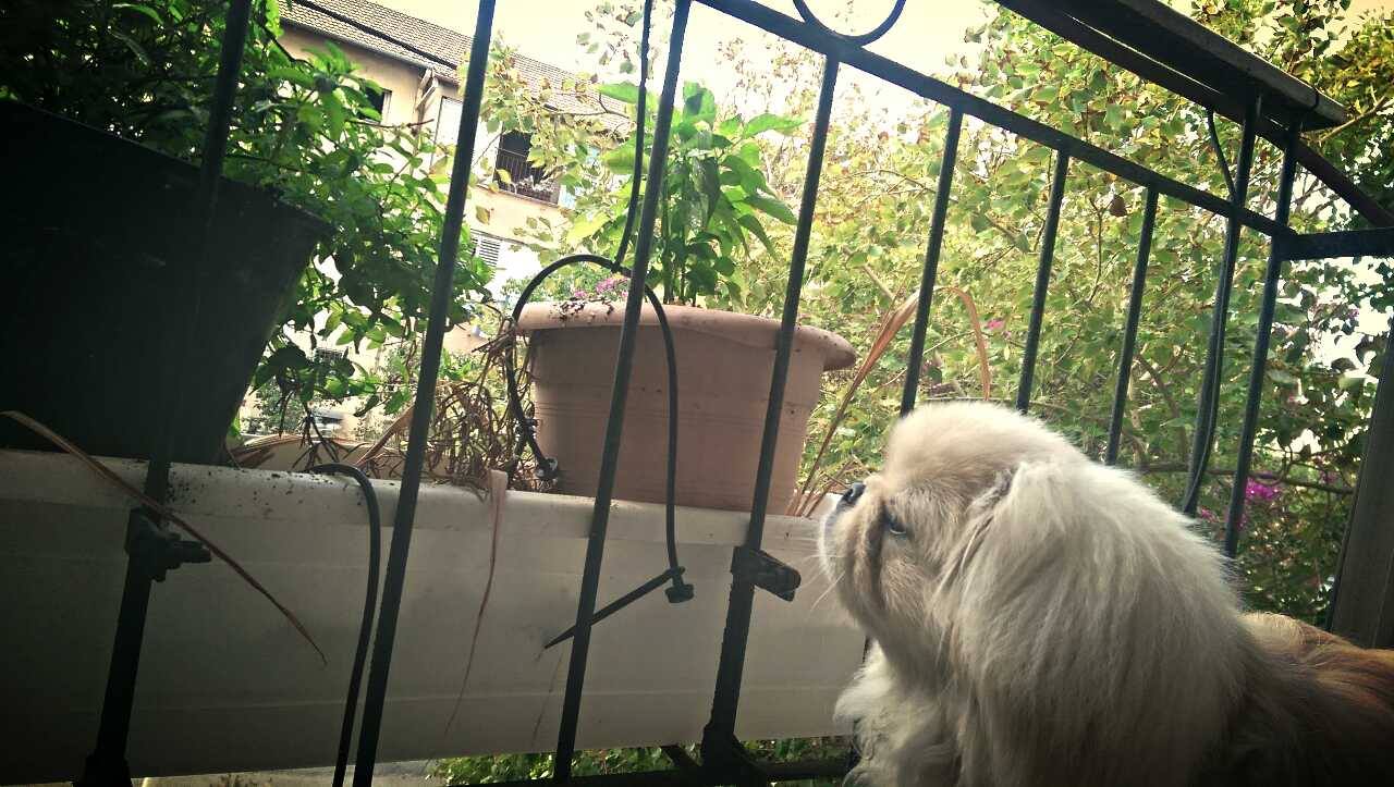 Chips by mayasady - Illustrated by מאיה סדי - Ourboox.com