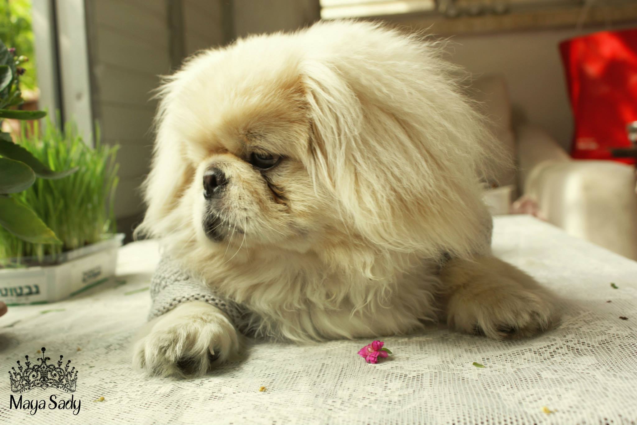 Chips by mayasady - Illustrated by מאיה סדי - Ourboox.com