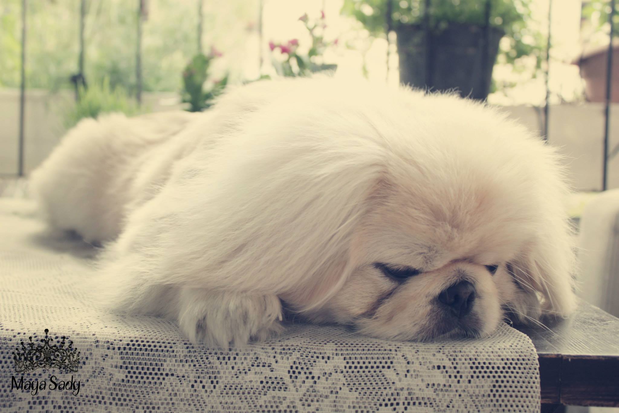 Chips by mayasady - Illustrated by מאיה סדי - Ourboox.com