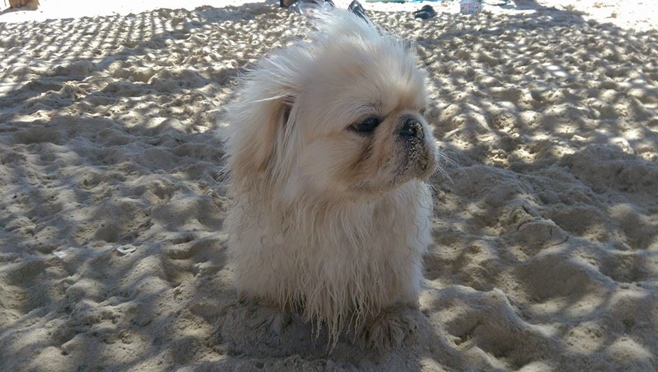 Chips by mayasady - Illustrated by מאיה סדי - Ourboox.com