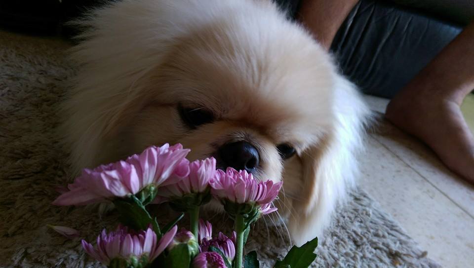 Chips by mayasady - Illustrated by מאיה סדי - Ourboox.com