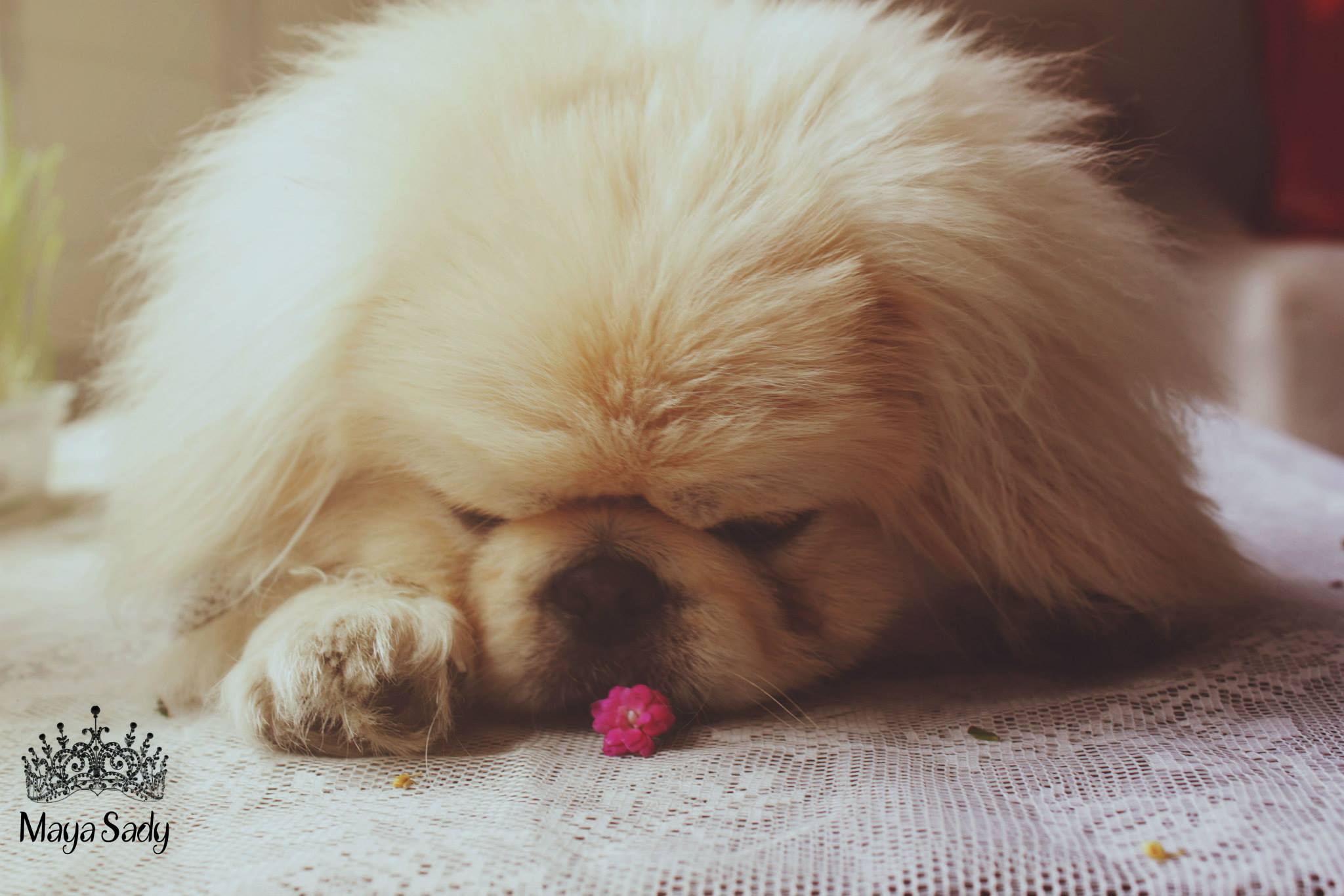 Chips by mayasady - Illustrated by מאיה סדי - Ourboox.com