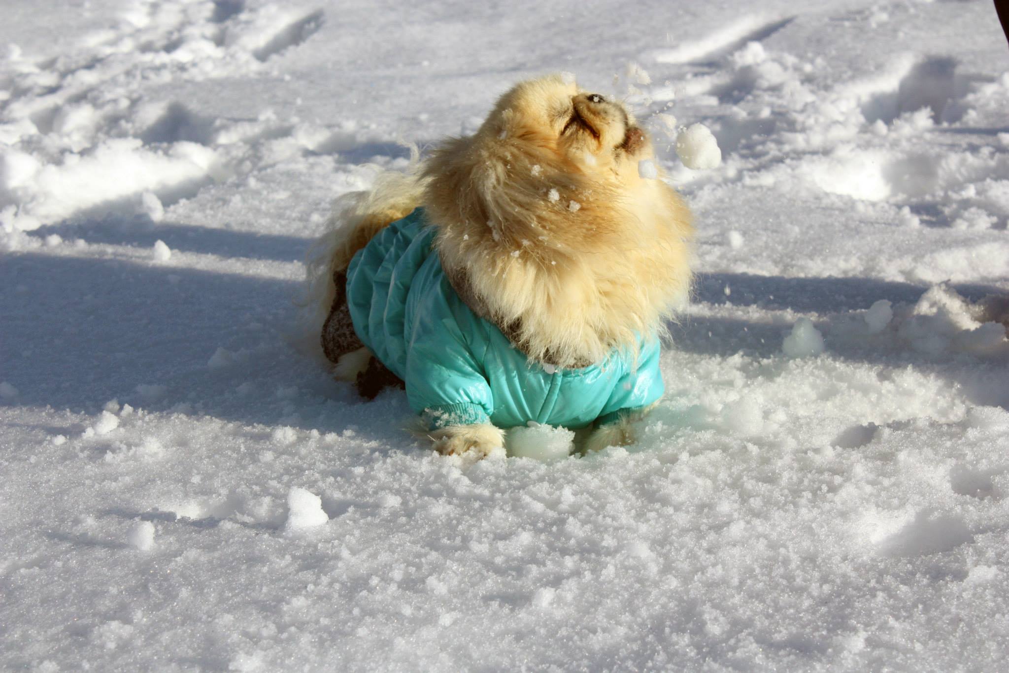 Chips by mayasady - Illustrated by מאיה סדי - Ourboox.com