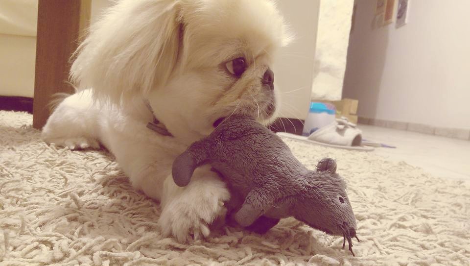 Chips by mayasady - Illustrated by מאיה סדי - Ourboox.com