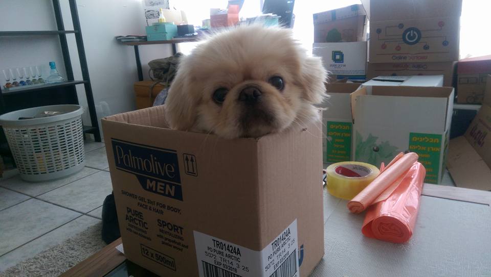 Chips by mayasady - Illustrated by מאיה סדי - Ourboox.com