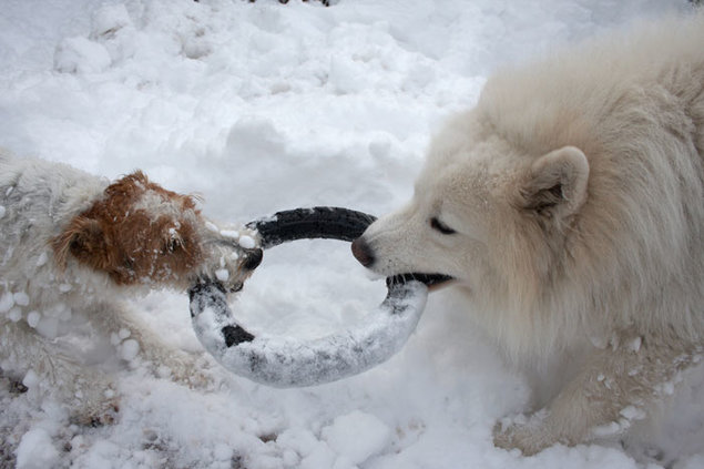 הכלב שהחליף התנהגות by mishel - Ourboox.com