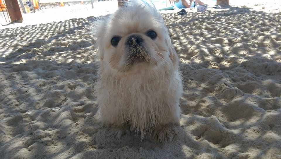 Chips by mayasady - Illustrated by מאיה סדי - Ourboox.com