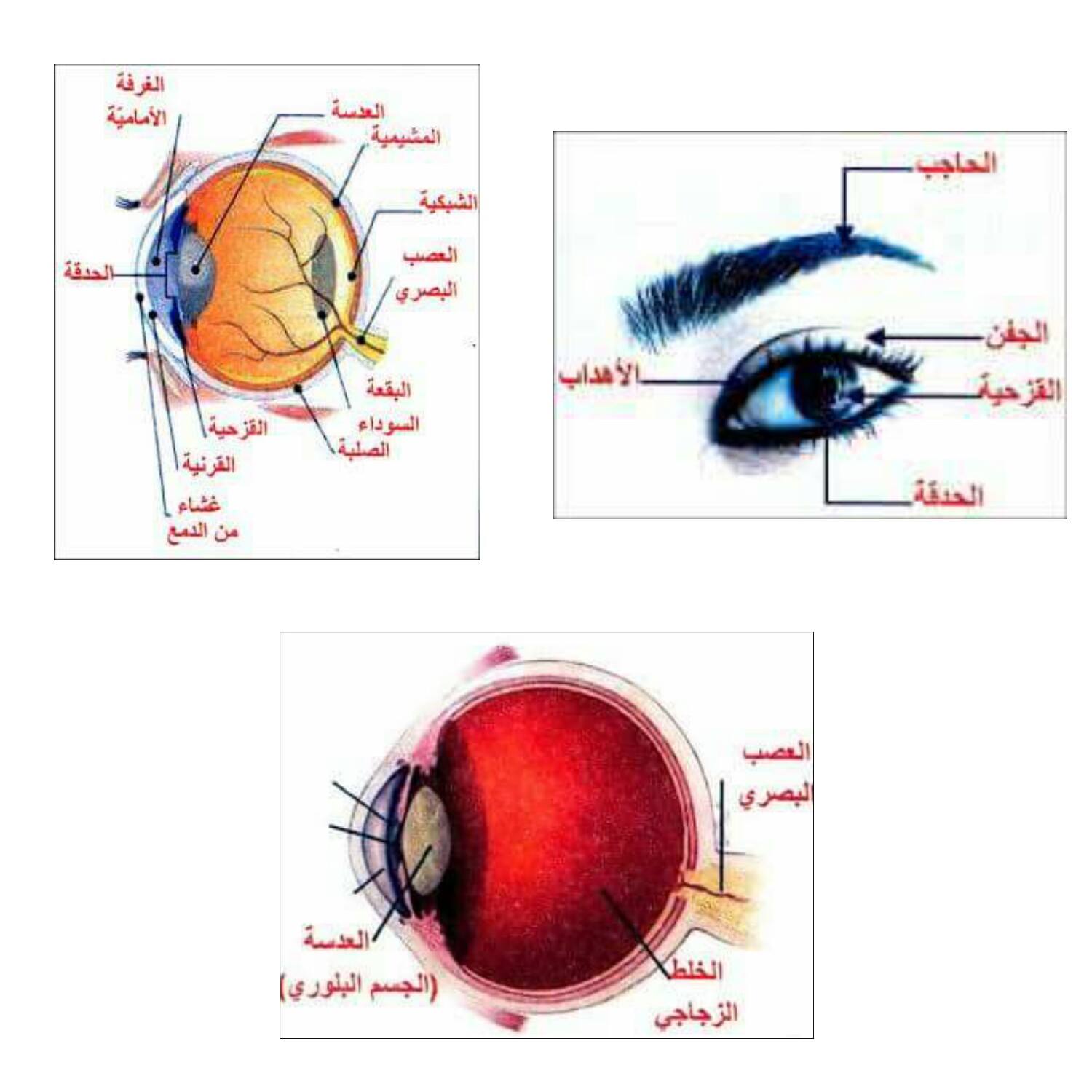 العين by chahed - Ourboox.com