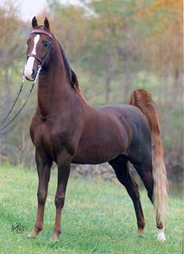 Saddlebred Horse by vera mekler - Ourboox.com