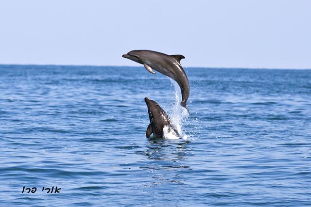 הדולפנים by aya - Ourboox.com