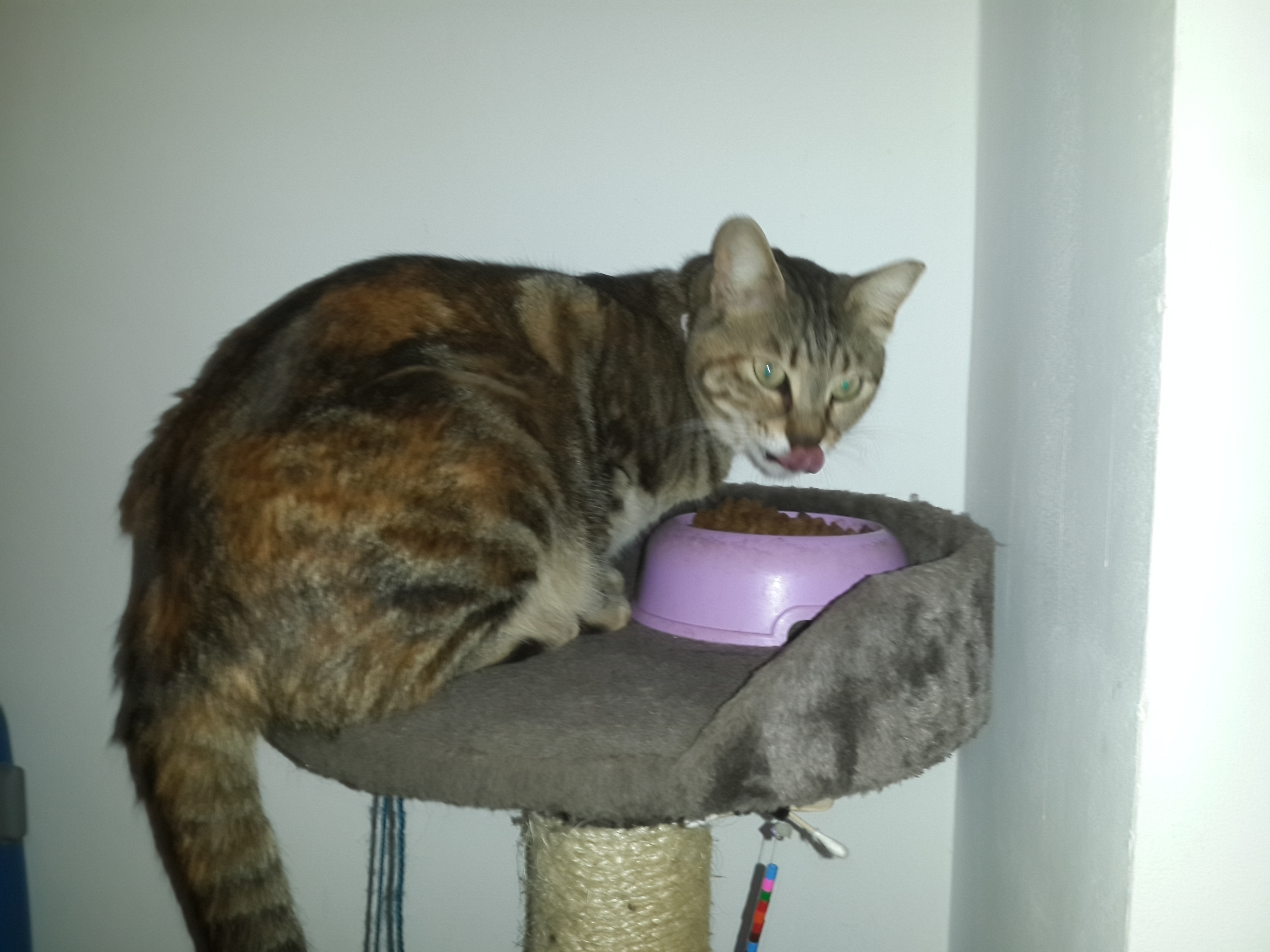 My Favorite Things by Ilay Vainshel - Illustrated by Ilay vainshel - Ourboox.com