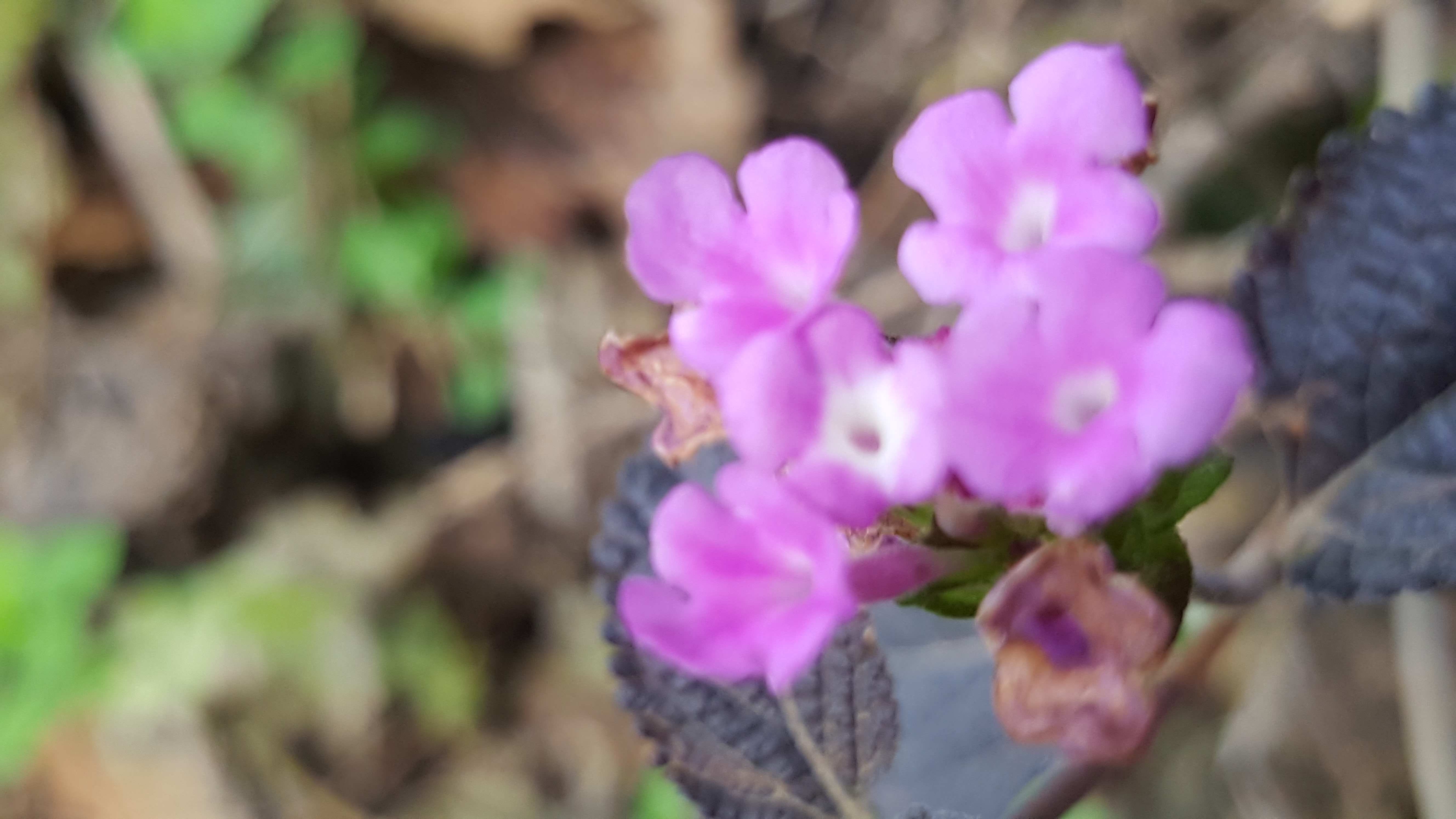 הסביבה שלנו بيئتنا by shmoni alef - Ourboox.com