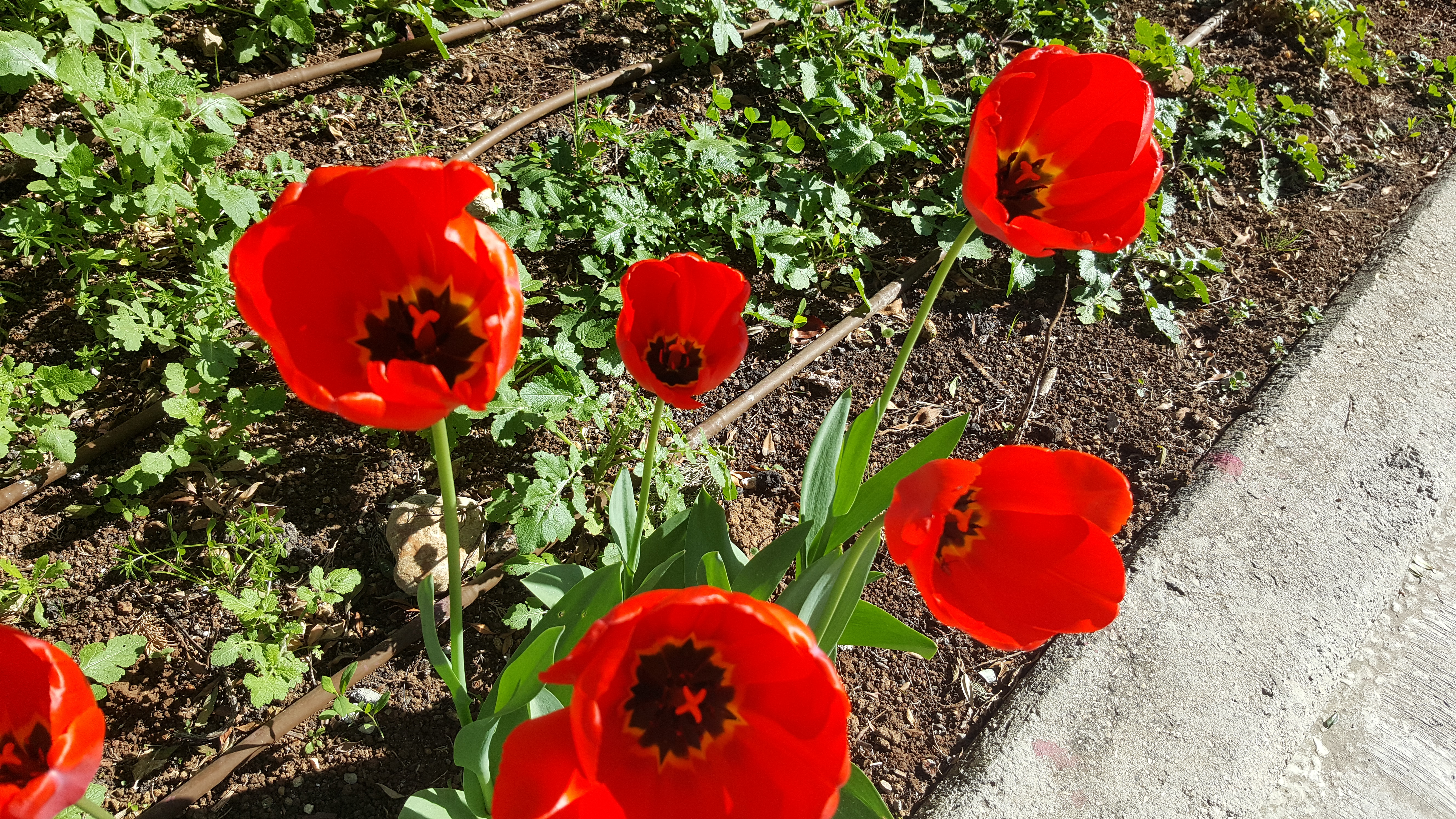 הסביבה שלנו بيئتنا by kvotza nine - Ourboox.com