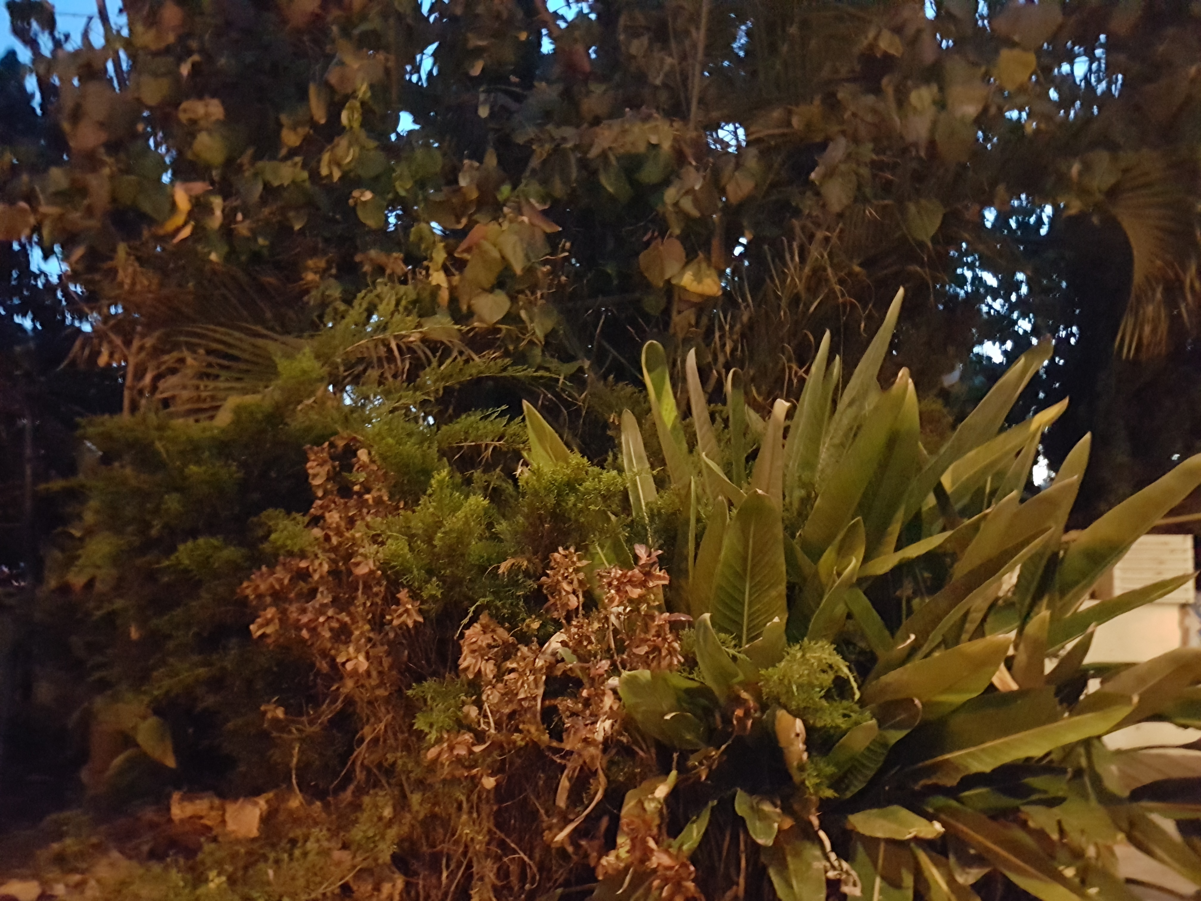 ?כמה סוגי צמחים יש בתמונה