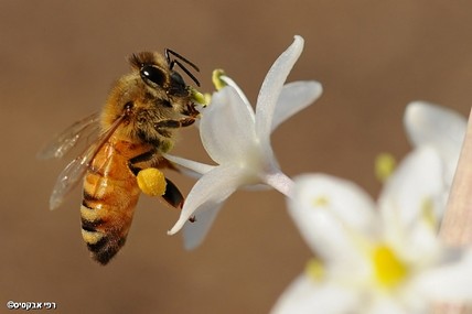 שלמה המלך והדבורה by NOA COHEN - Ourboox.com