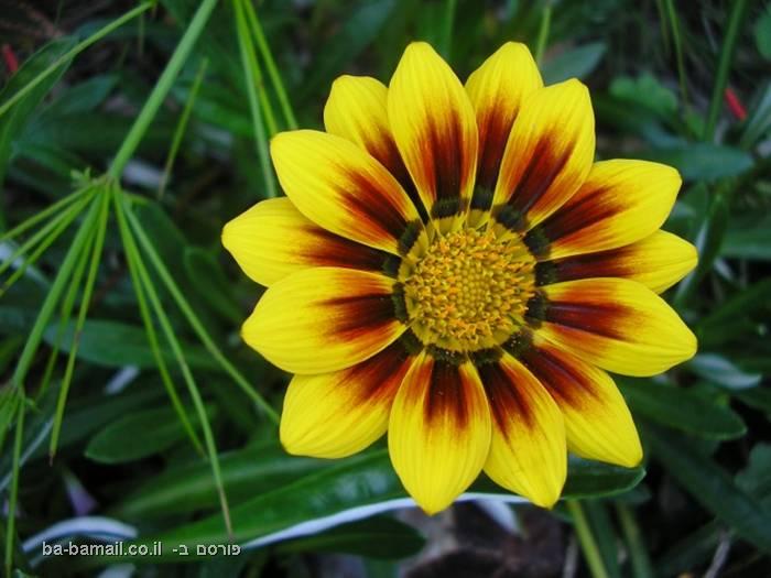 הכוכבים שלנו by yifat ben abraham - Ourboox.com