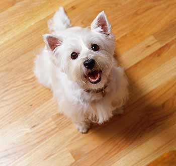 הכלב שרצה ללכת למספרה מאת טל ואופק ד2 by reut reshonlezion - Ourboox.com