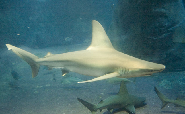 My Favorite Things by Noam Vollichman - Ourboox.com