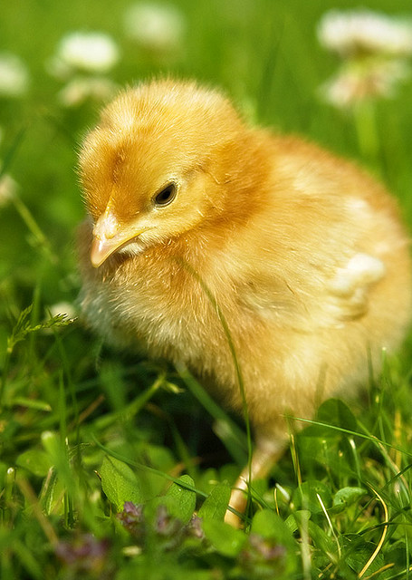 הביצה שהתחפשה by liel ben lulu - Ourboox.com