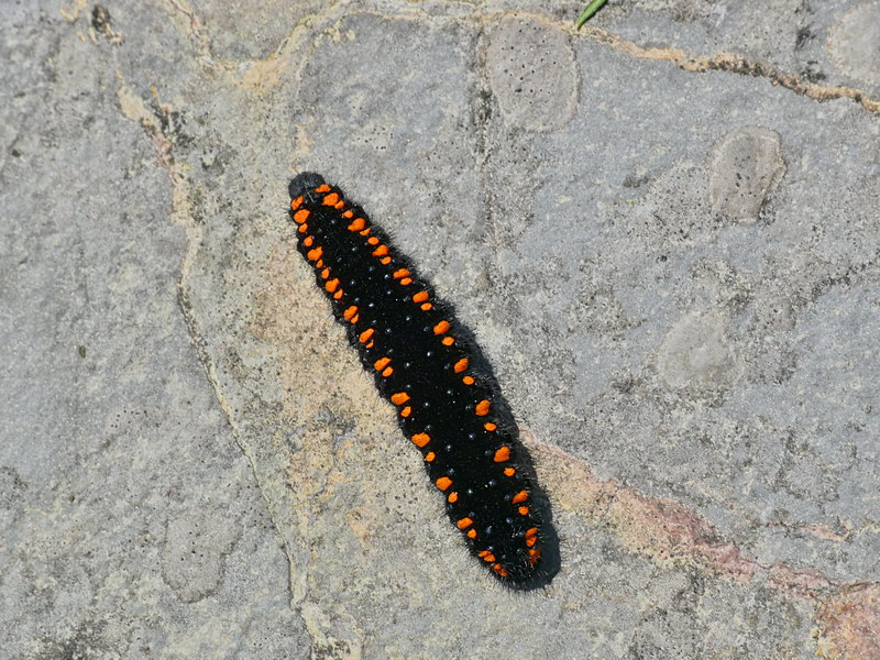 niepylak apollo by Karol Kowalski - Ourboox.com