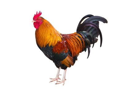 הבלדה על חדווה ושמוליק by batelhavakuk - Ourboox.com